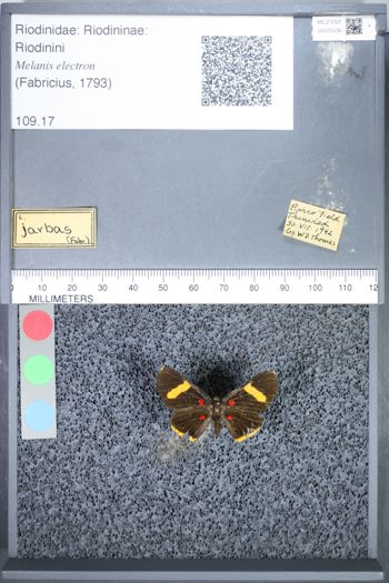 Media type: image;   Entomology 75536